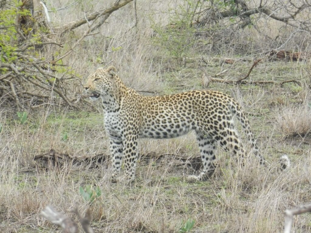 Leopard im Krüger Nationalpark
