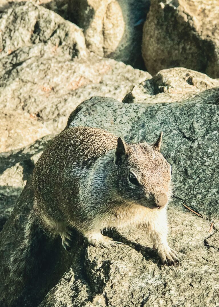 Eichhörnchen im Yosemite Nationalpark