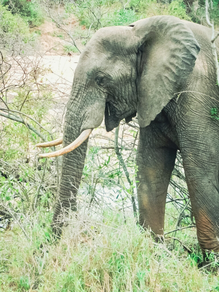 Elefant im Kruger Nationalpark Südafrika