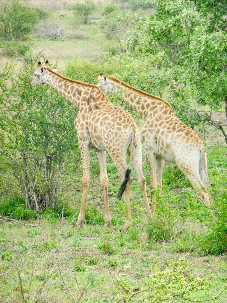 Giraffen im Kruger Nationalpark Südafrika
