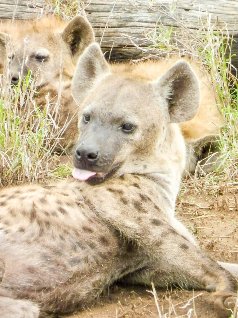 Hyäne im Kruger Nationalpark Südarfika