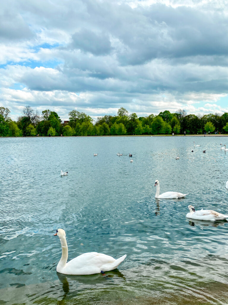 Hyde Park in London, England mit Gänsen auf einem See