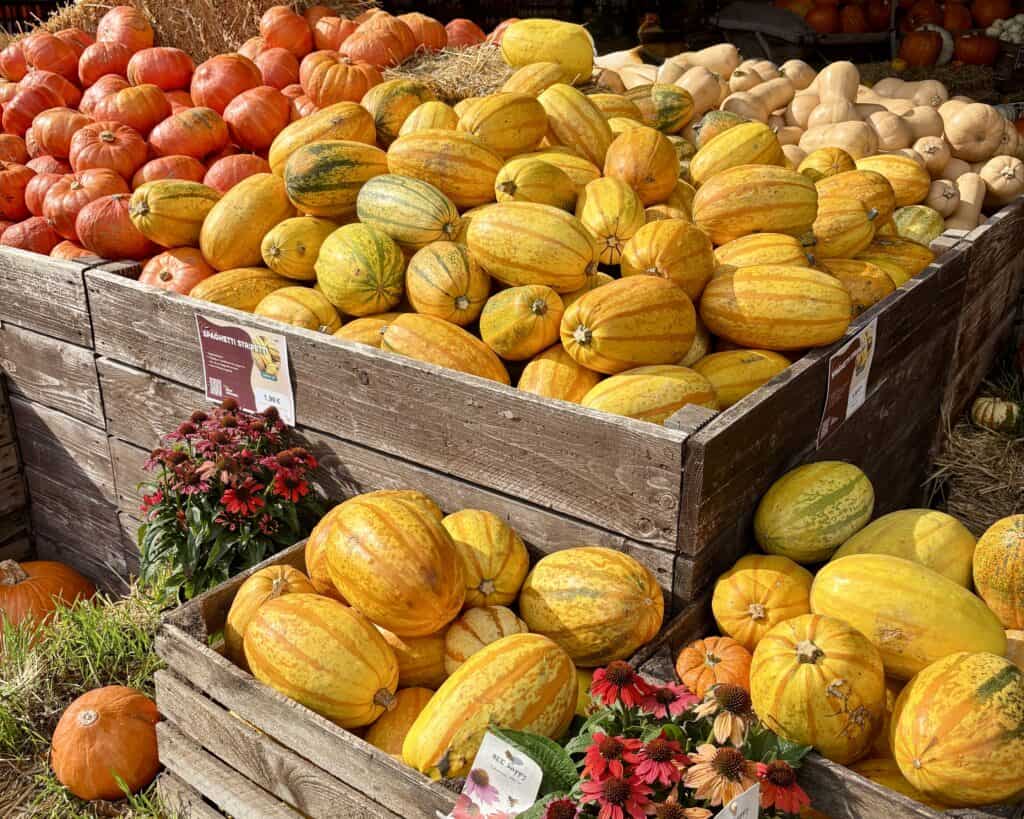 Kürbisse auf einem Hof