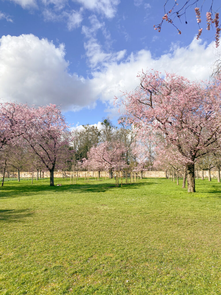 Kürschblüten am Schloss Schwetzingen