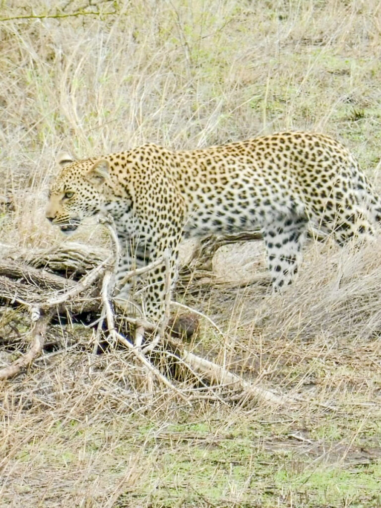 Leopard im Kruger Nationalpark Südarfika