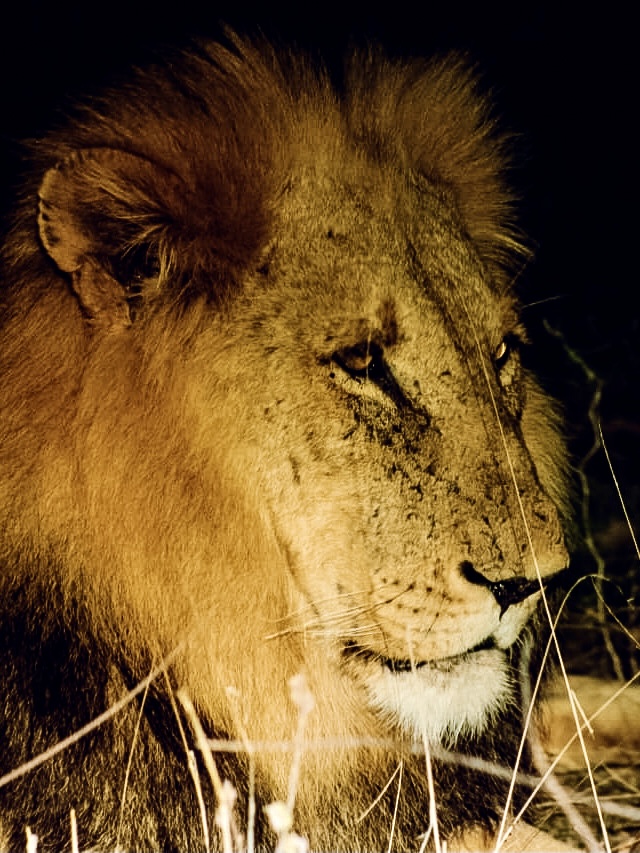 Mehr über den Artikel erfahren Volunteering im Kruger Nationalpark in Südafrika mit Wayers