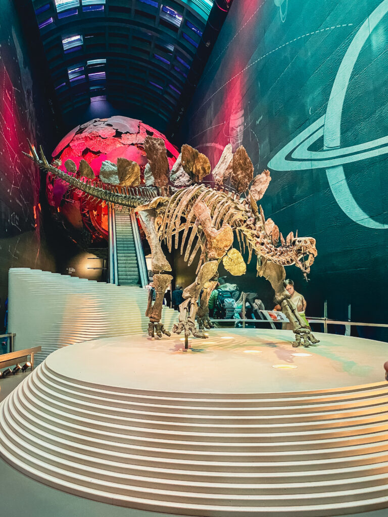 Dinosaurierskelett im Natural History Museum in London