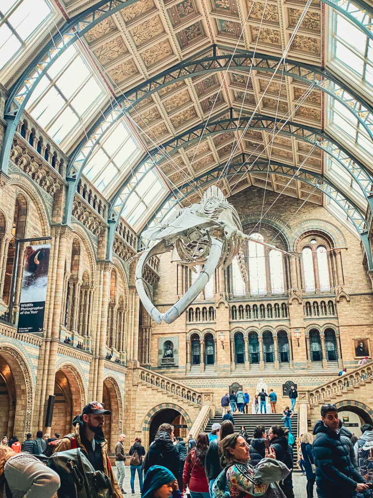 Natural History Museum in London mit großem Wal Skelett an der Decke