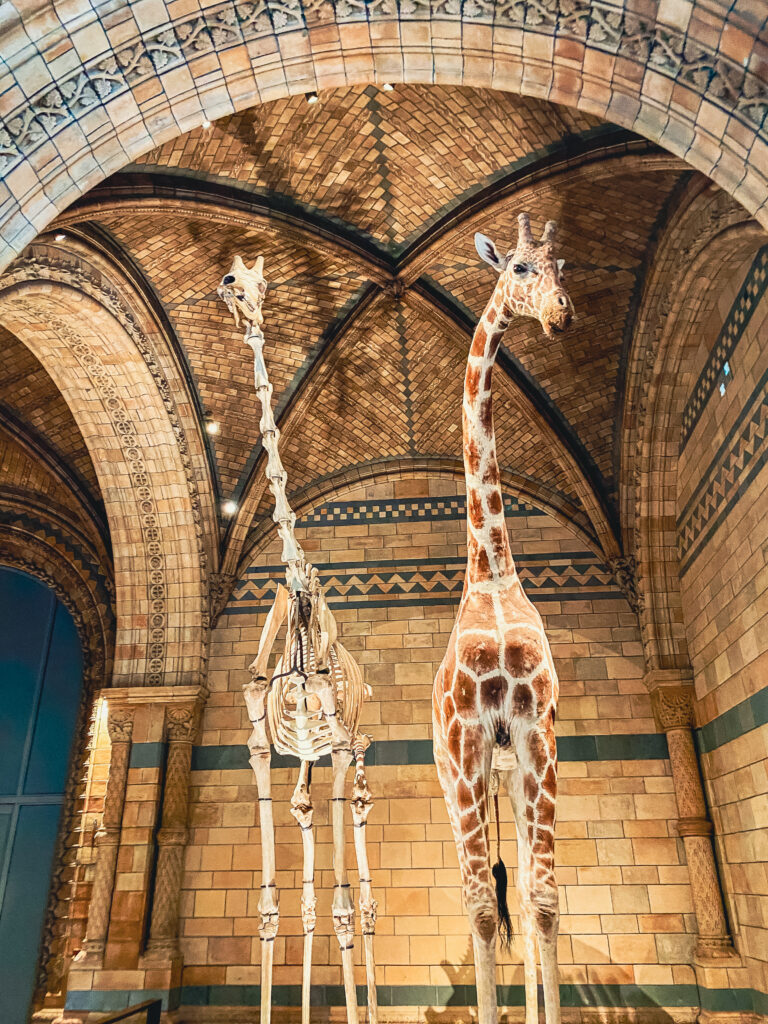 Zwei Giraffen im Natural History Museum in London