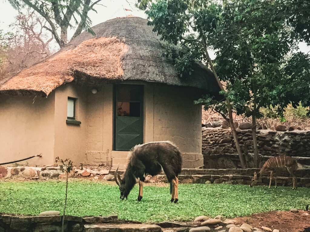 Unterkunft im Kruger Nationalpark Südafrika