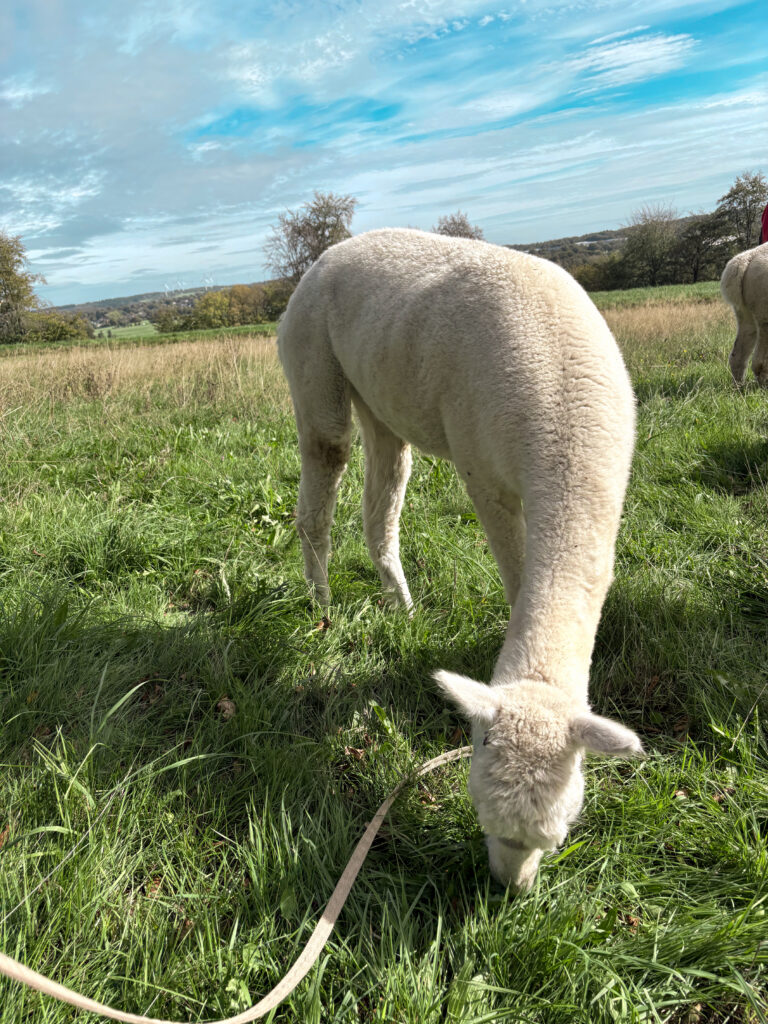 Mehr über den Artikel erfahren Alpakawanderung in der Eifel: Unsere Erfahrung auf dem Kopphof