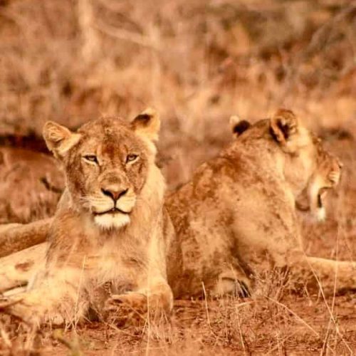 Zwei junge männliche Löwen liegen zusammen im Kruger Nationalpark