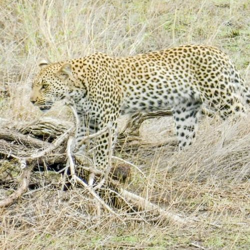 Leopard im Kruger Nationalpark Südarfika