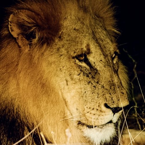 Männlicher Löwe im Kruger Nationalpark Südarfika